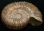Huge ( Wide) Mantelliceras Ammonite #8756-2